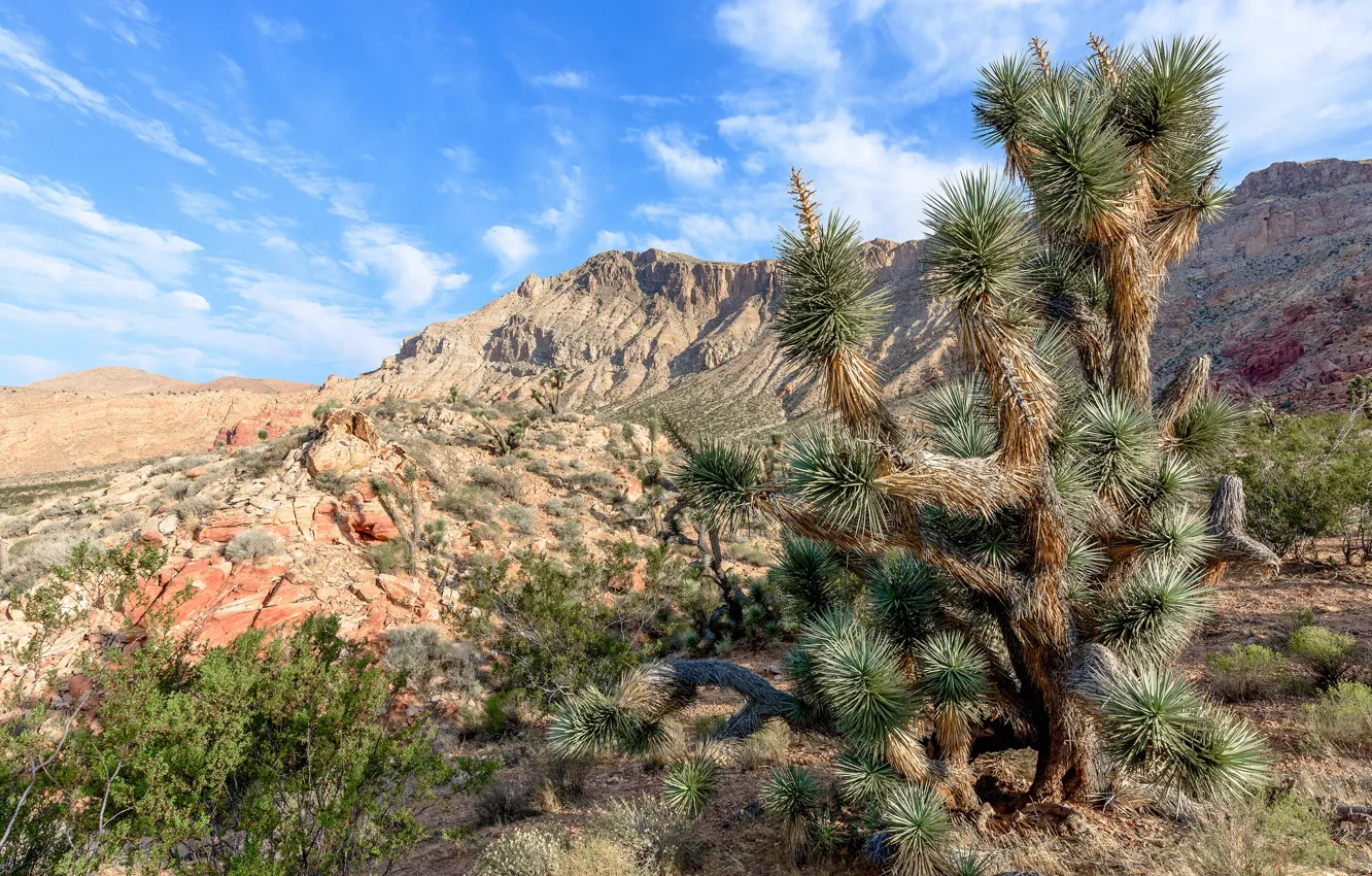 Фото обои пустыня, США, Joshua Tree, Мохаве, Mojave