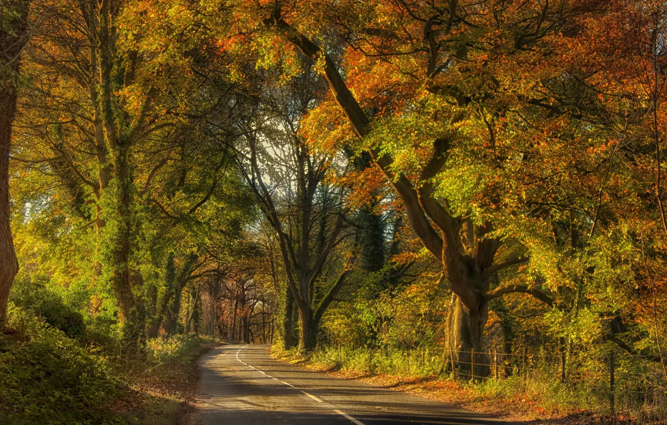 Фото обои дорога, деревья, пейзаж, природа, красота, тоннель