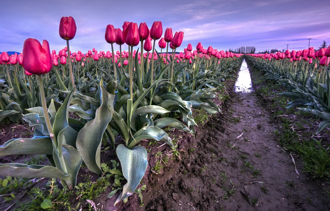 Фото обои Поле, Весна, Тюльпаны, Spring, Tulips, Field