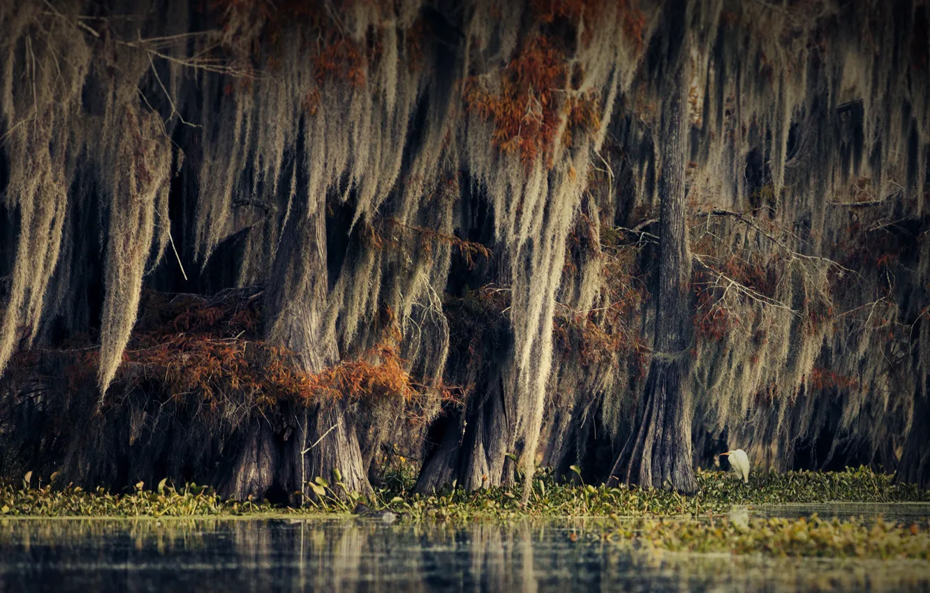 Фото обои осень, деревья, природа, птица, растительность, болото, США, кипарисы