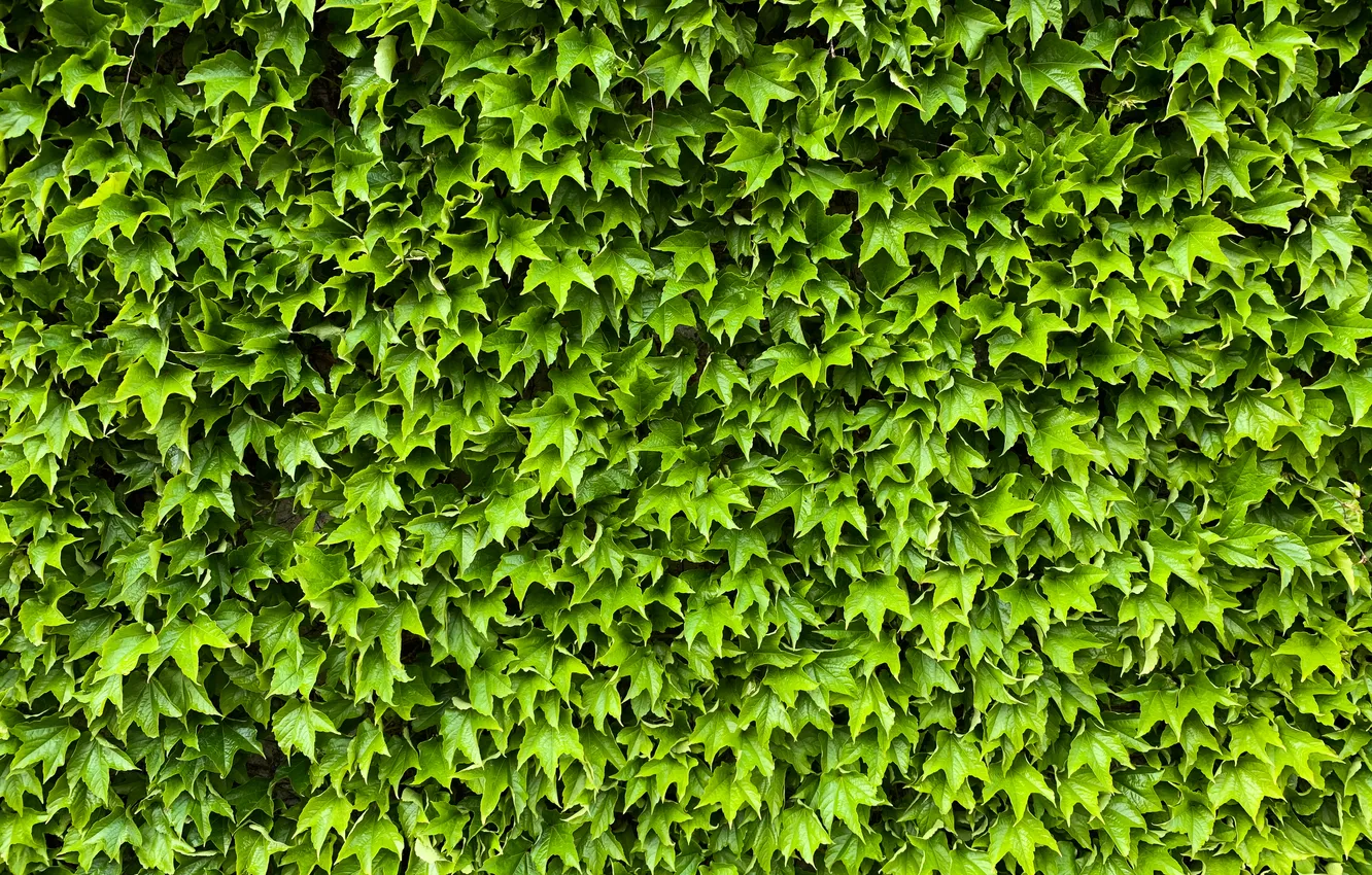 Фото обои wall, pattern, creeper, plant