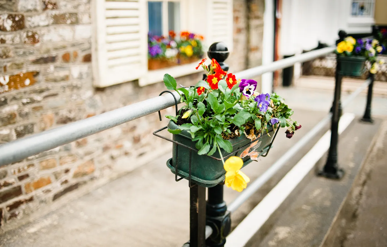 Фото обои макро, цветы, дом, улица