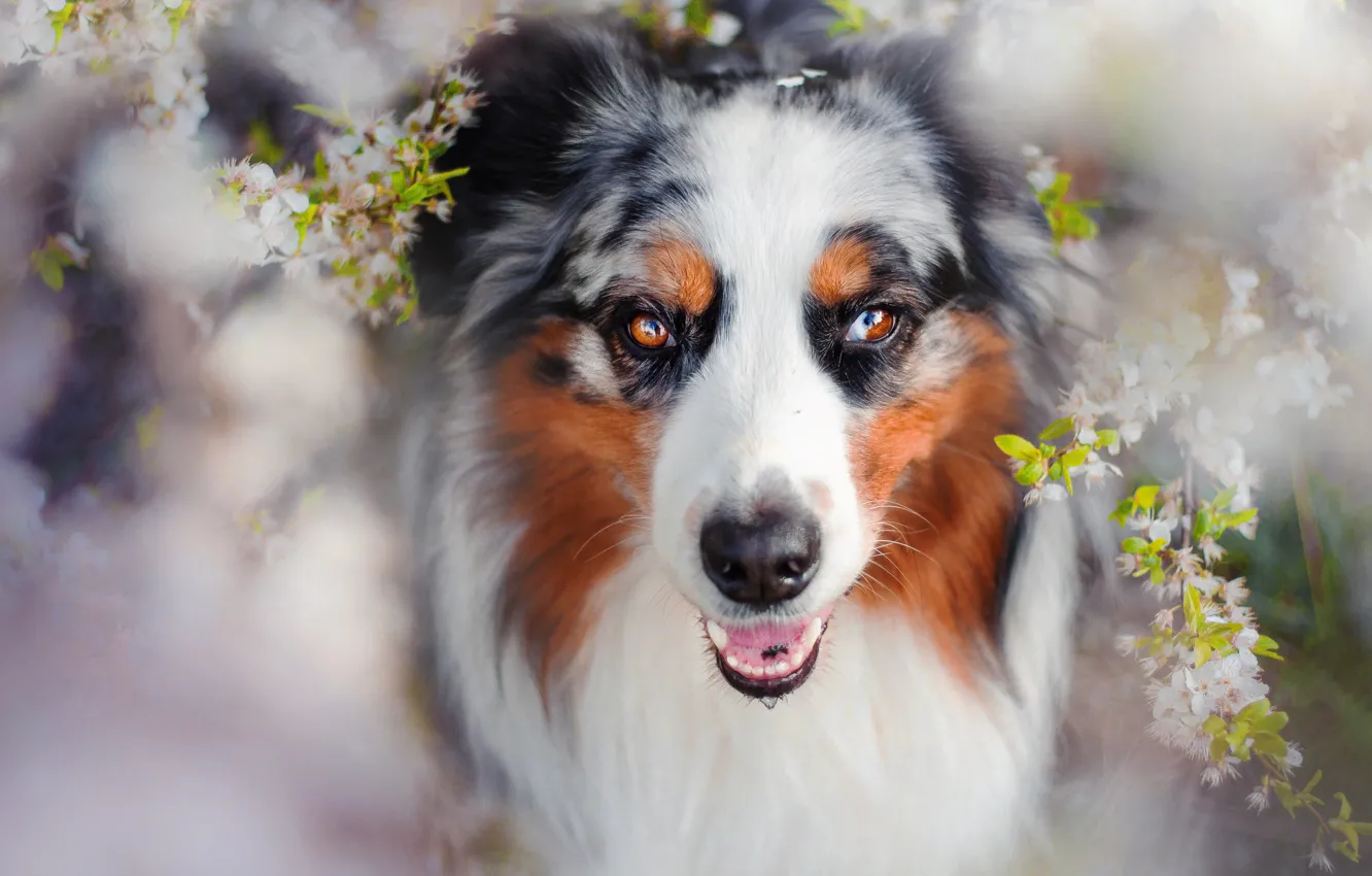 Фото обои собака, весна, цветение, Charlie