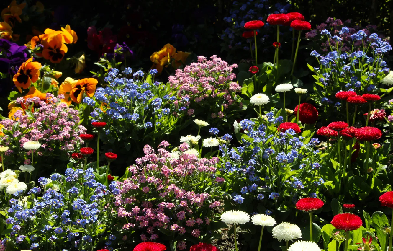Фото обои garden, color, spring, blooming