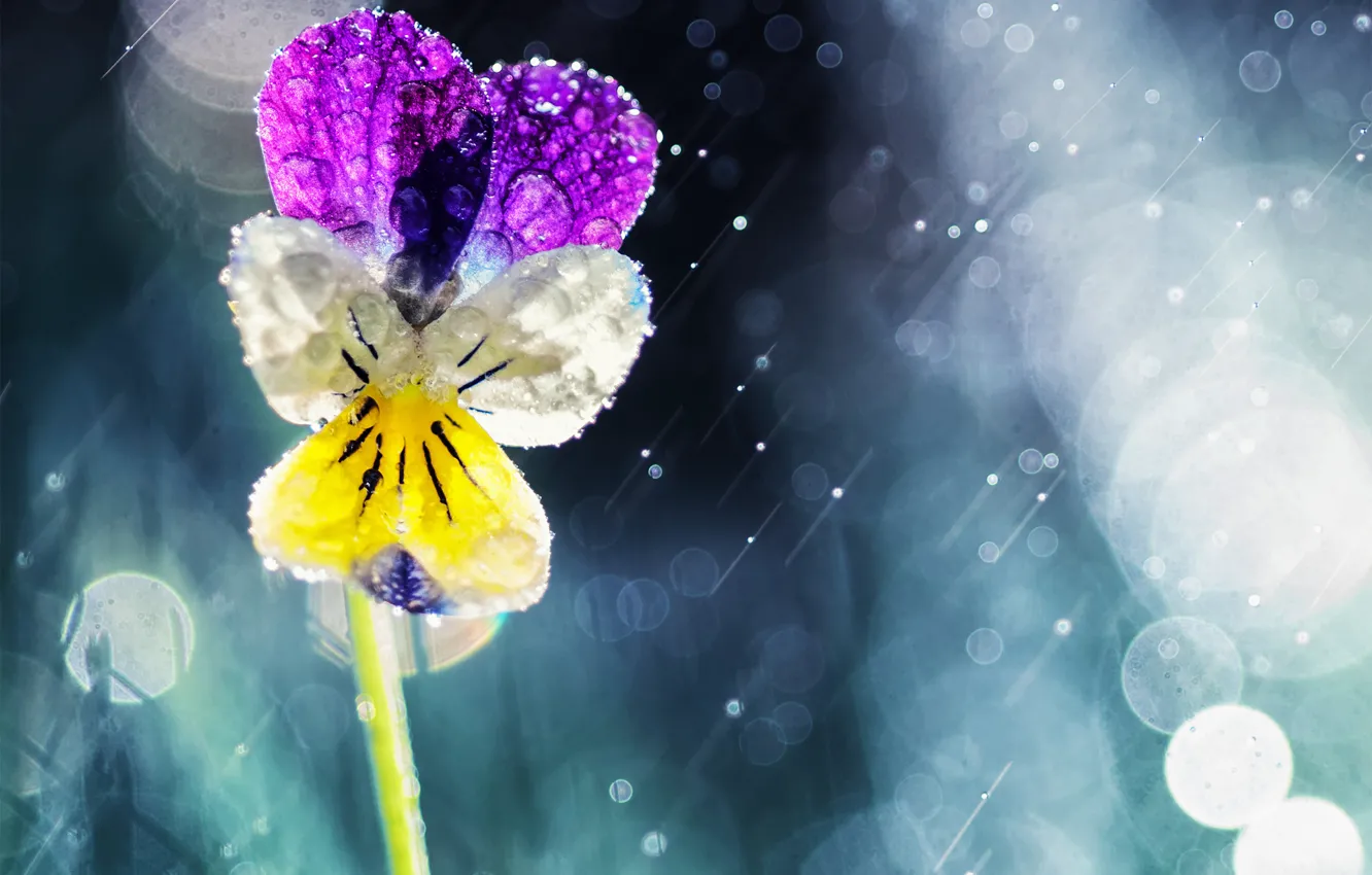 Фото обои цветок, солнце, капли, дождь, анютины глазки, боке, виола