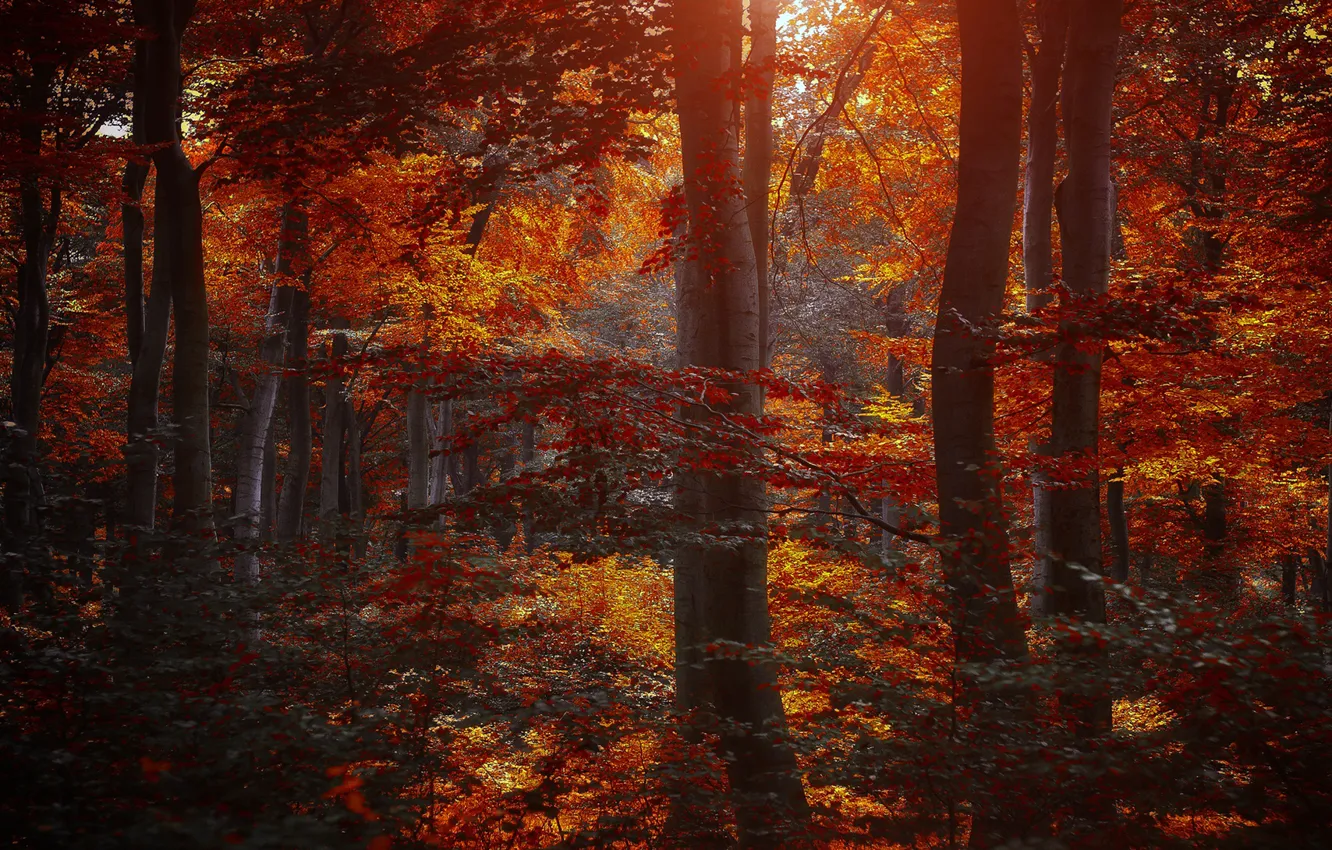 Фото обои осень, лес, листья, деревья, природа, желтые, бордовые, багровые