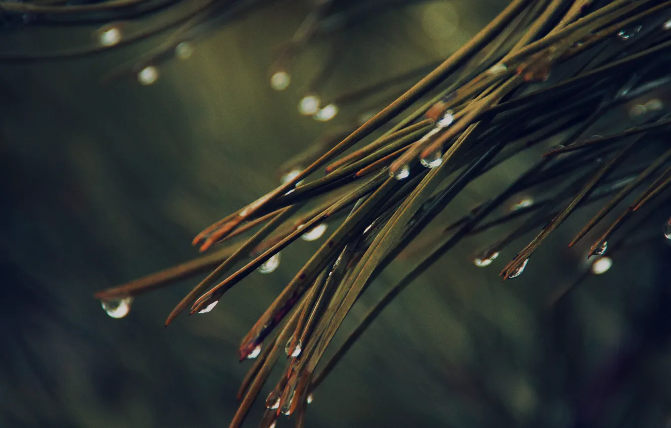 Фото обои rain, nature, tree, drops, dark green, pine, needles