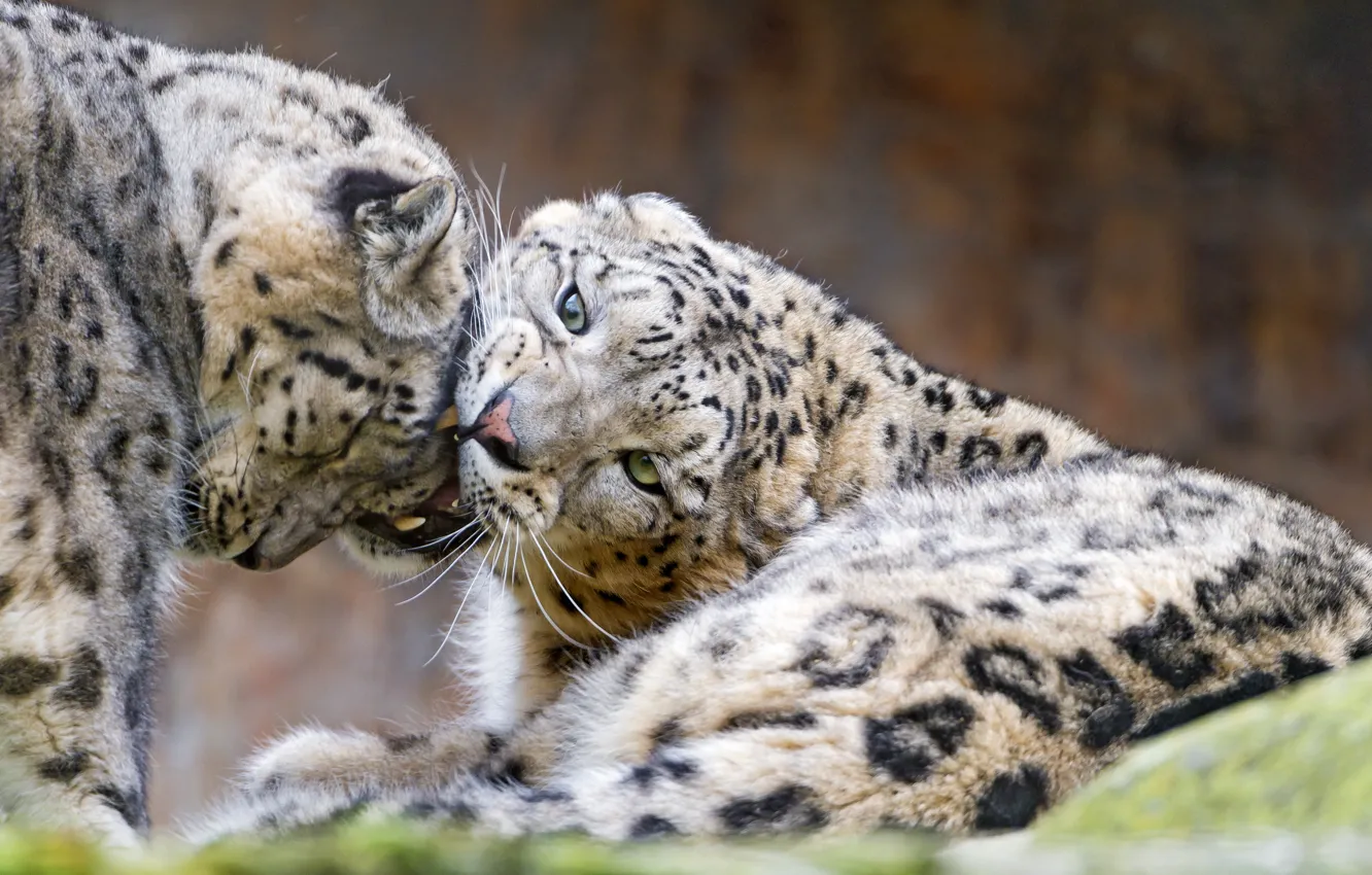 Фото обои кошки, пара, ирбис, снежный барс, ©Tambako The Jaguar