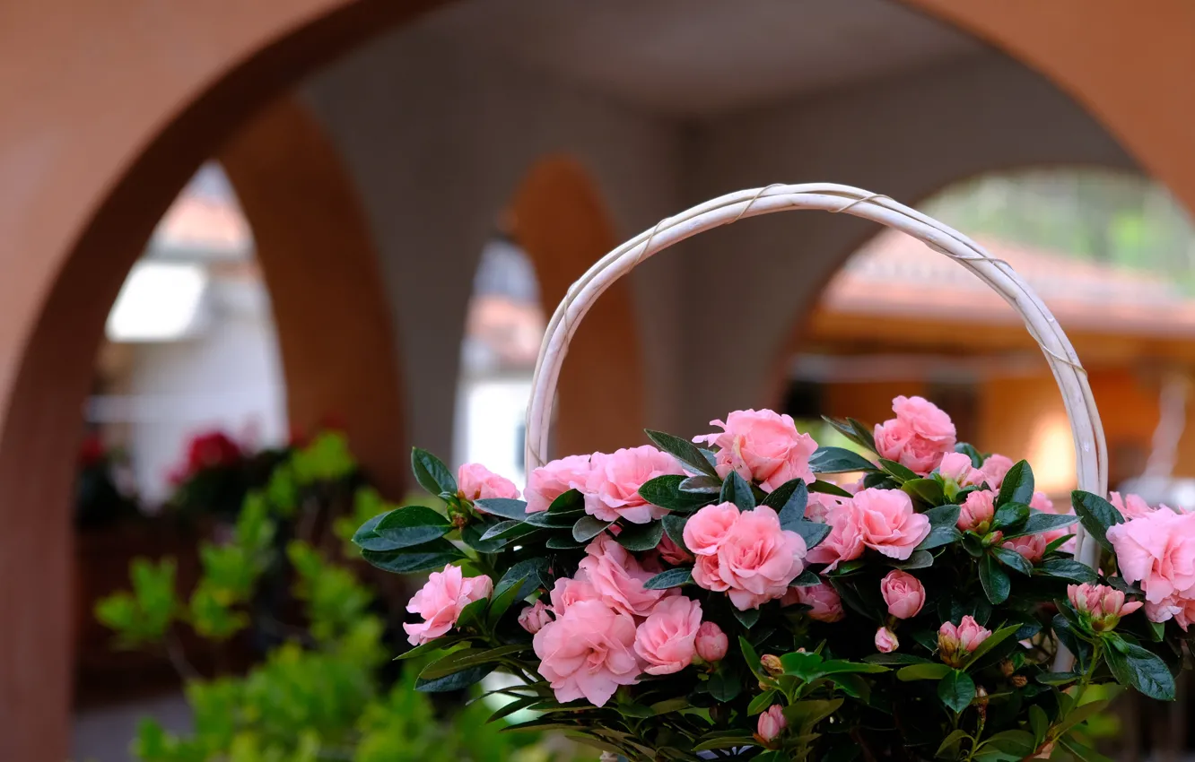 Фото обои цветы, букет, арка, розовые, арки, корзинка, помещение, боке