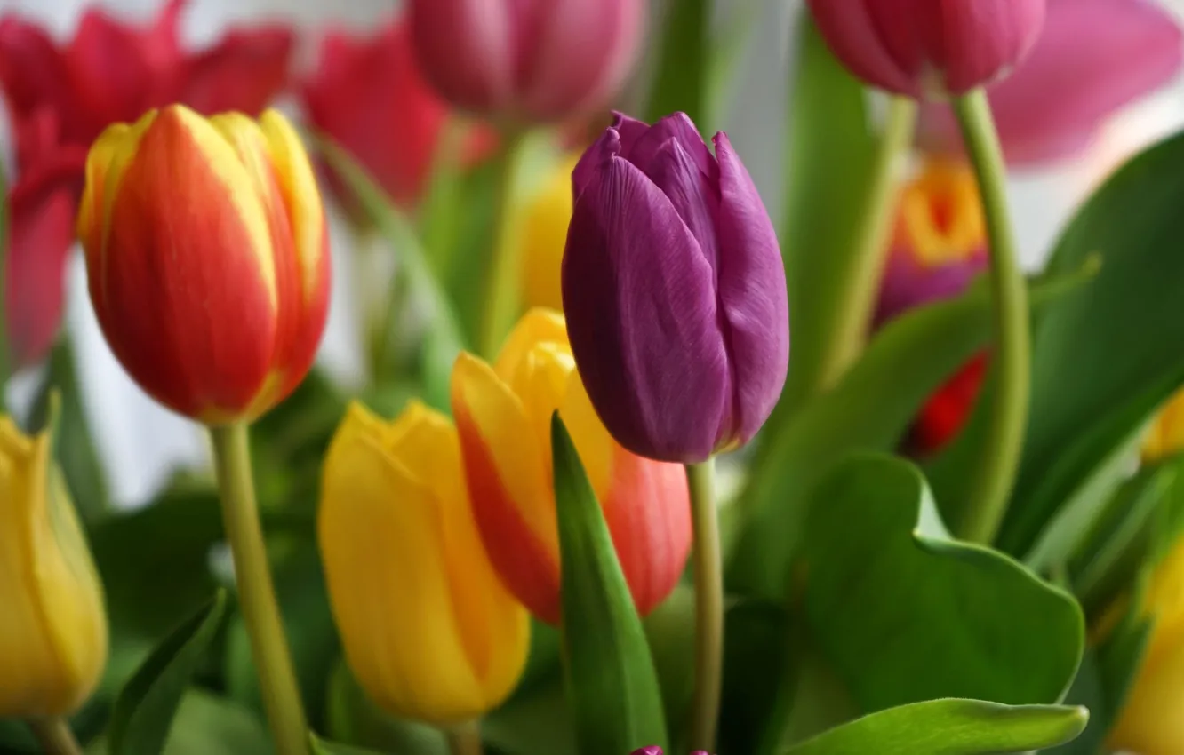 Фото обои цветы, букет, весна, желтые, тюльпаны, красные, розовые, бутоны