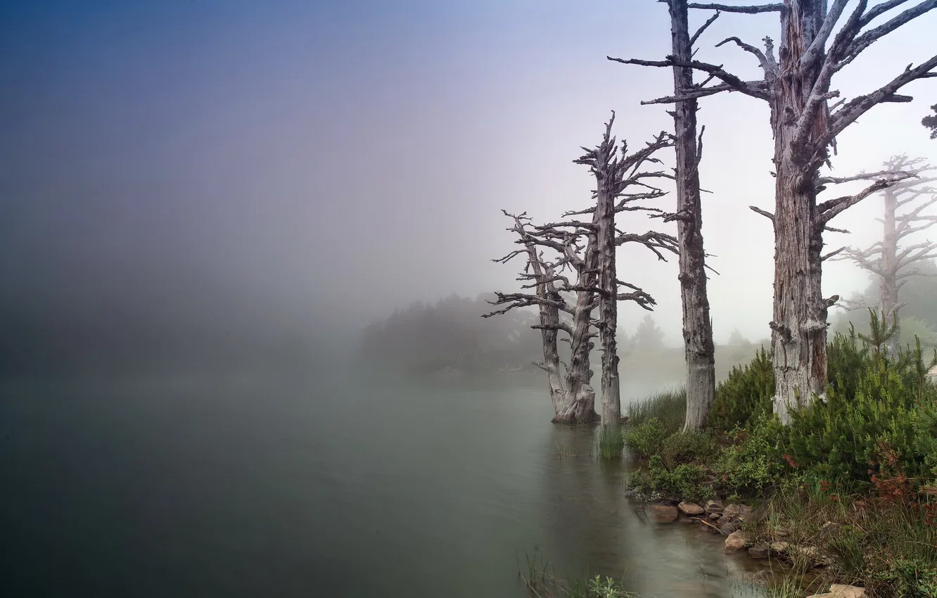 Фото обои деревья, пейзаж, природа, туман, озеро