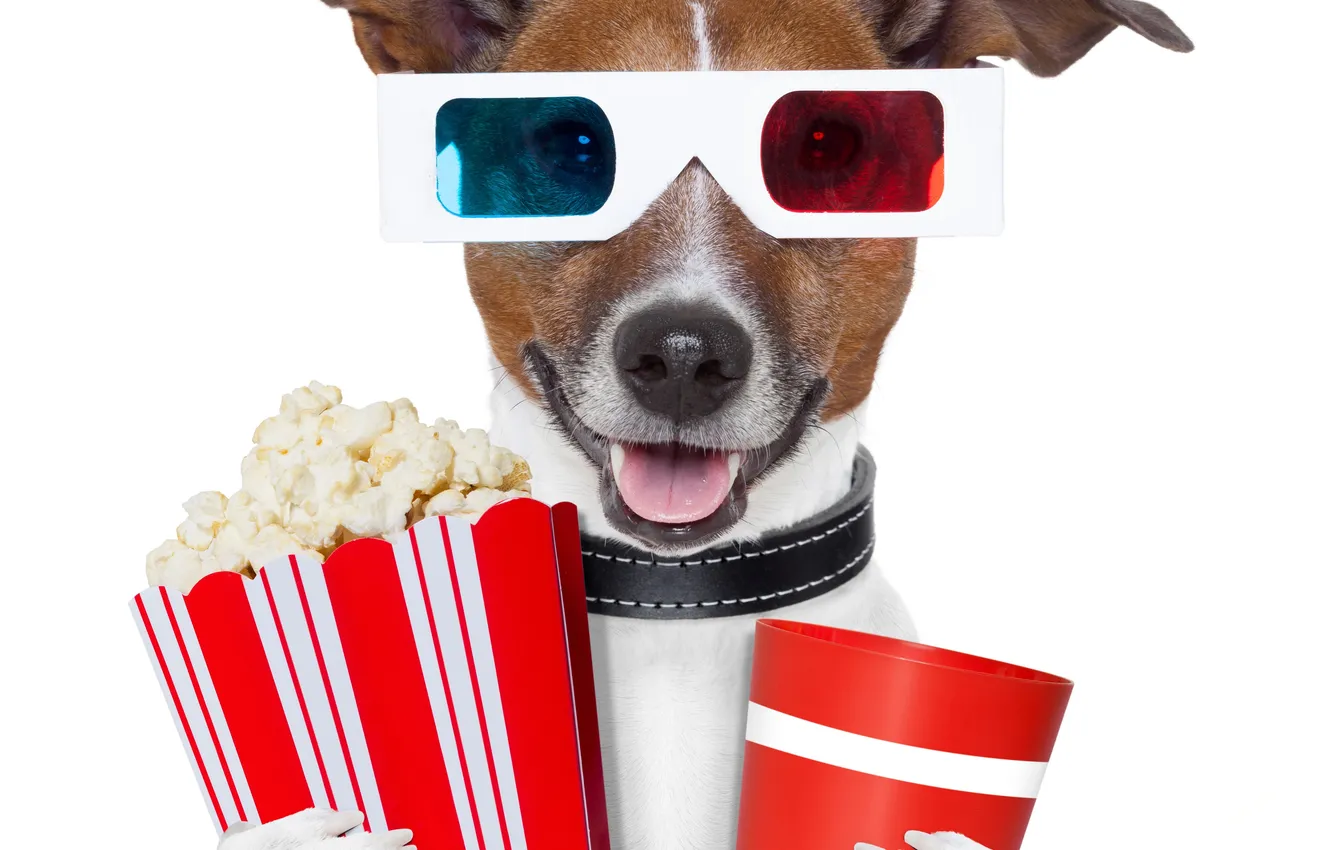 Фото обои собака, очки, напиток, попкорн, 3d очки