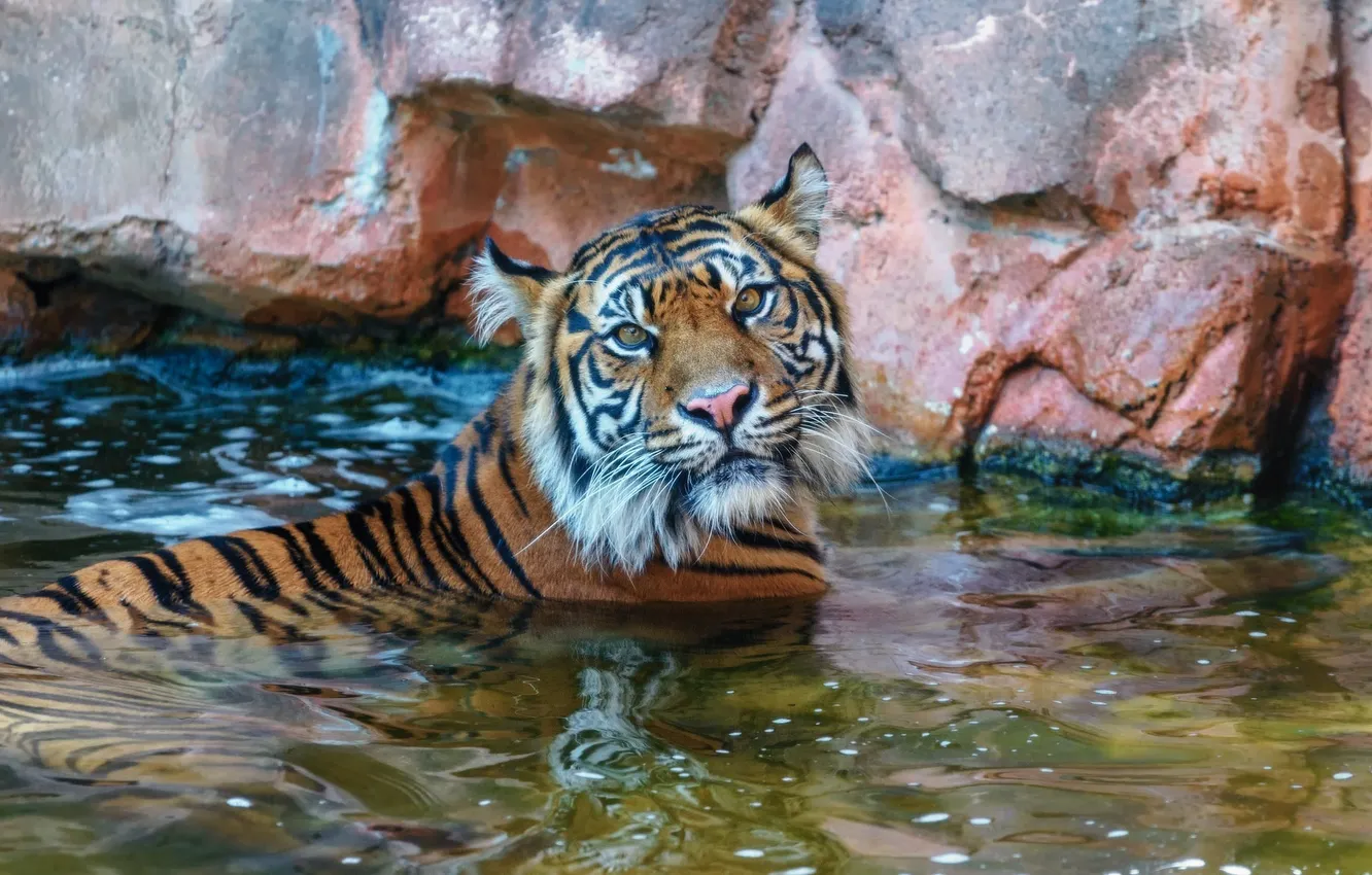 Фото обои морда, тигр, хищник, купание, дикая кошка