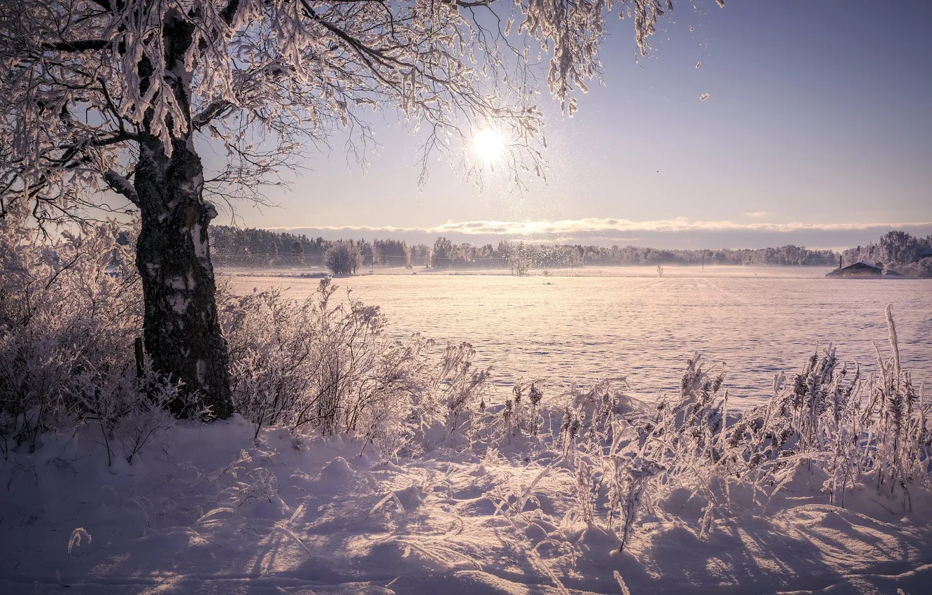 Фото обои зима, пейзаж, дерево, утро