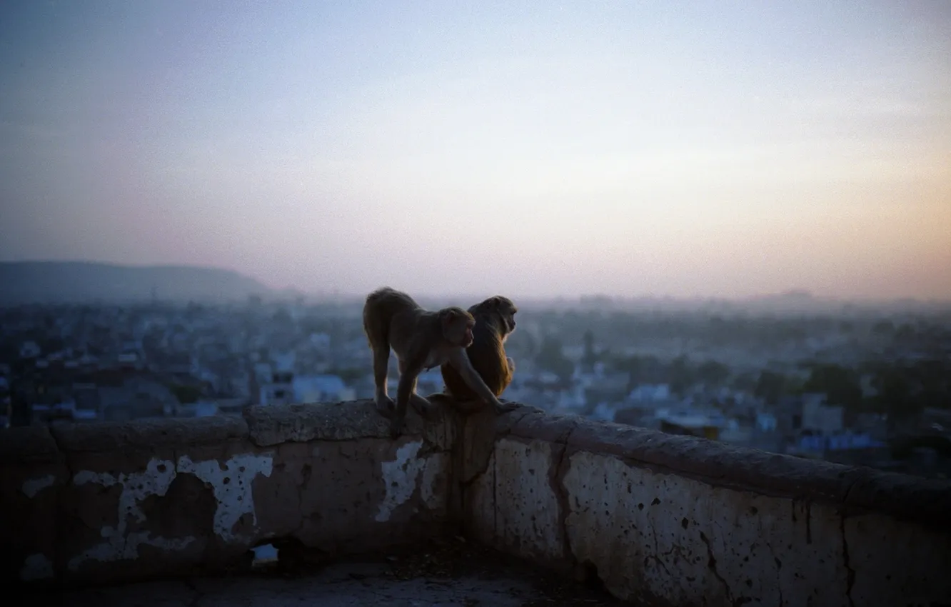 Фото обои животные, пейзаж, город, рассвет, обезьяны, animals