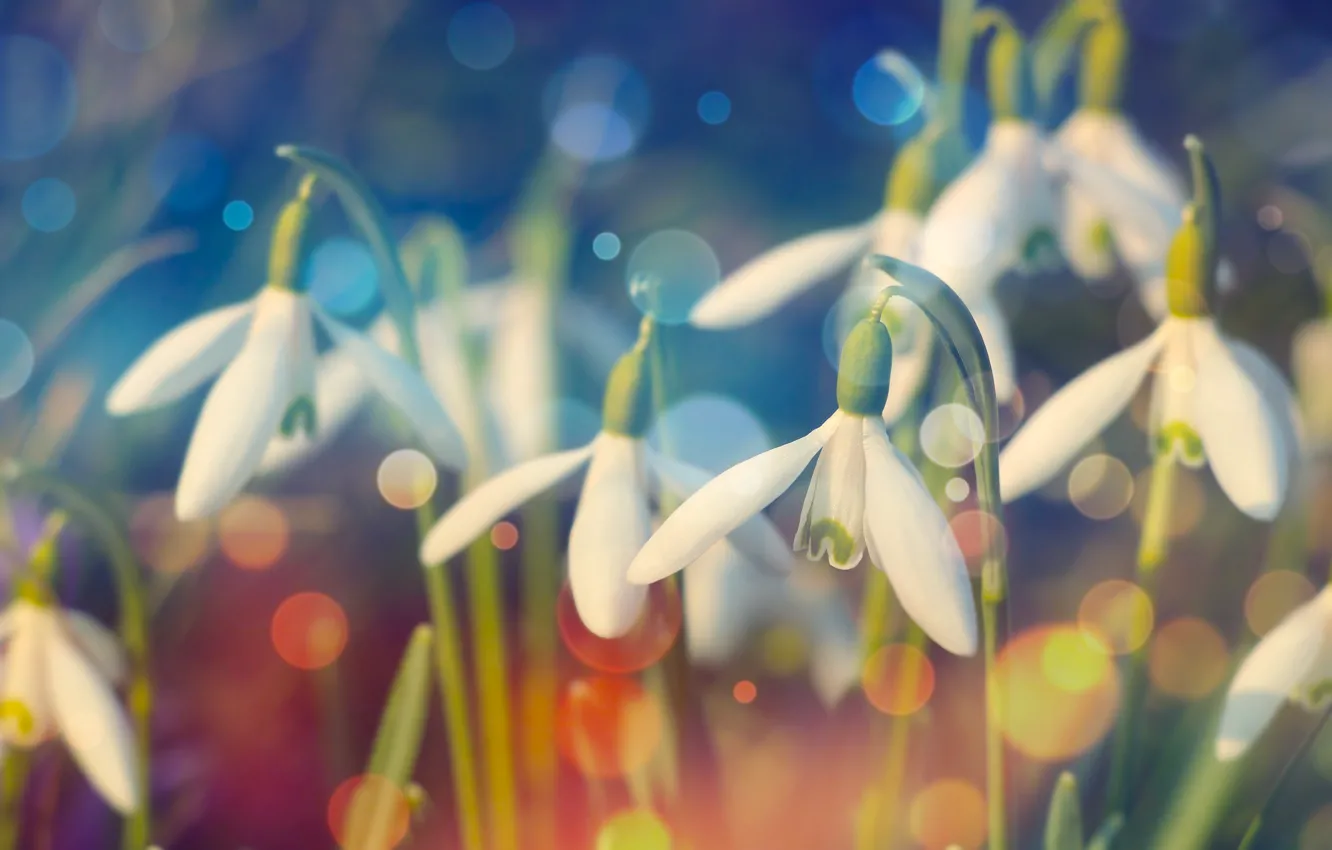 Фото обои white, flower, spring, snowdrops