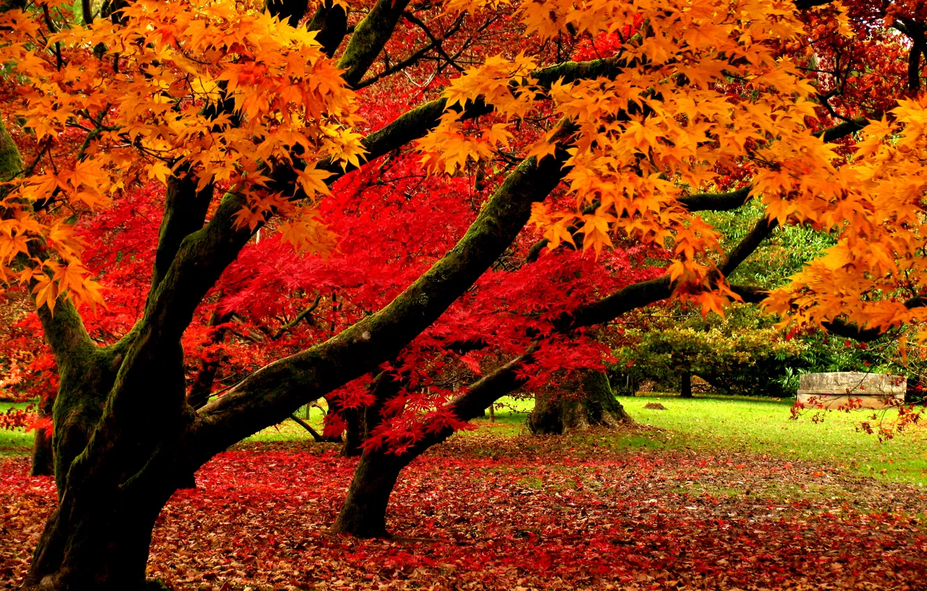 Фото обои осень, листья, деревья, природа, парк, Nature, листопад, trees