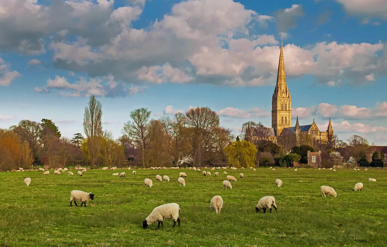 Фото обои овцы, Англия, Солсбери, стадо, Собор Девы Марии