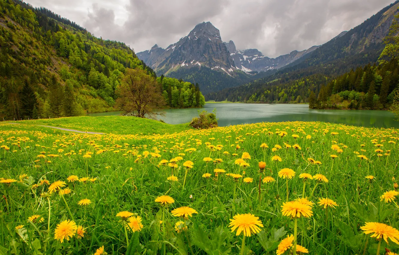 Фото обои лес, цветы, горы, озеро, луг, одуванчики