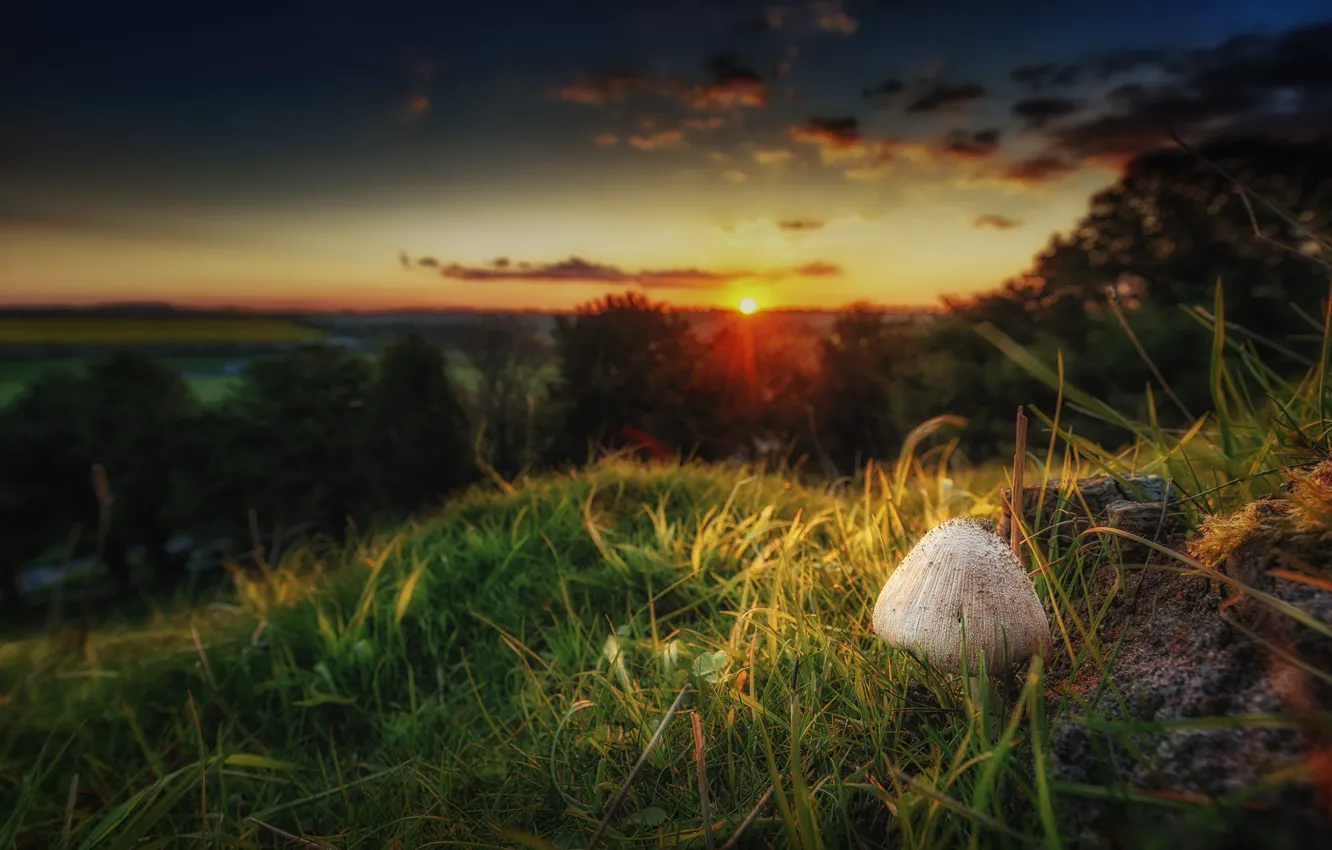 Фото обои пейзаж, закат, природа, гриб