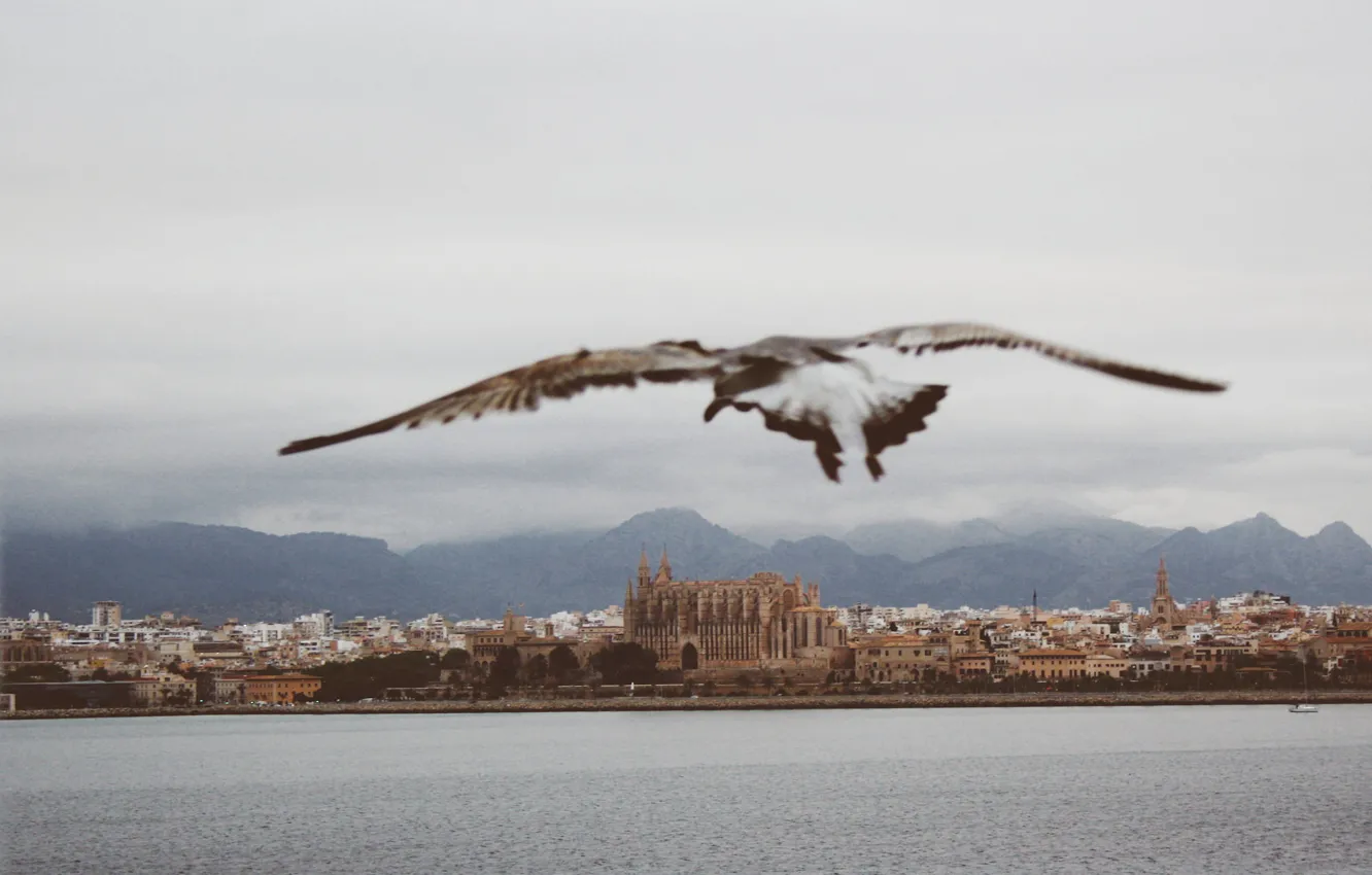 Фото обои sky, sea, seascape, freedom, clouds, Spain, seaside, seagull