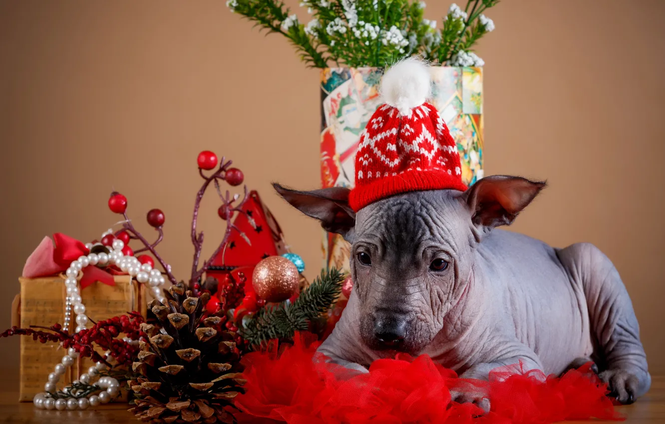 Фото обои праздник, новый год, щенок, шишки, шапочка, декор