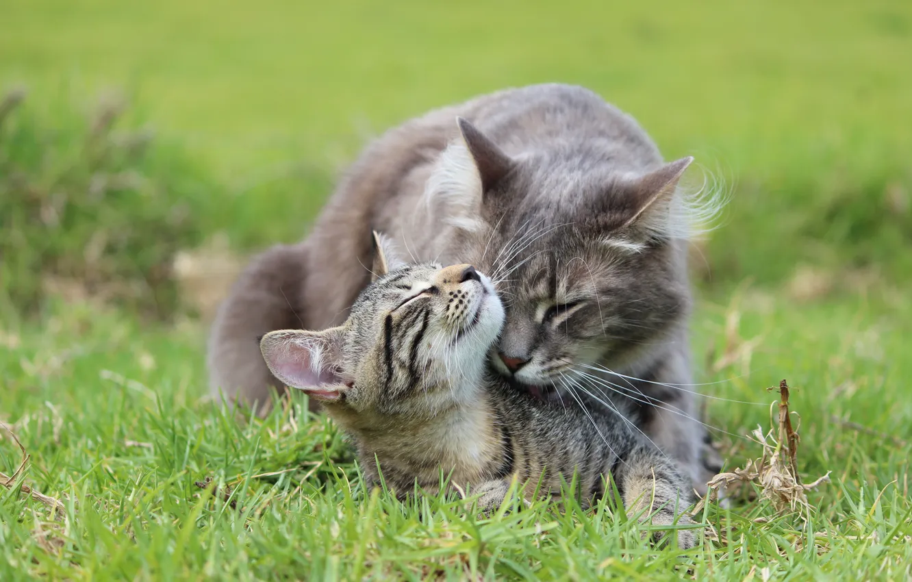 Фото обои кошка, трава, котенок, серые, забота