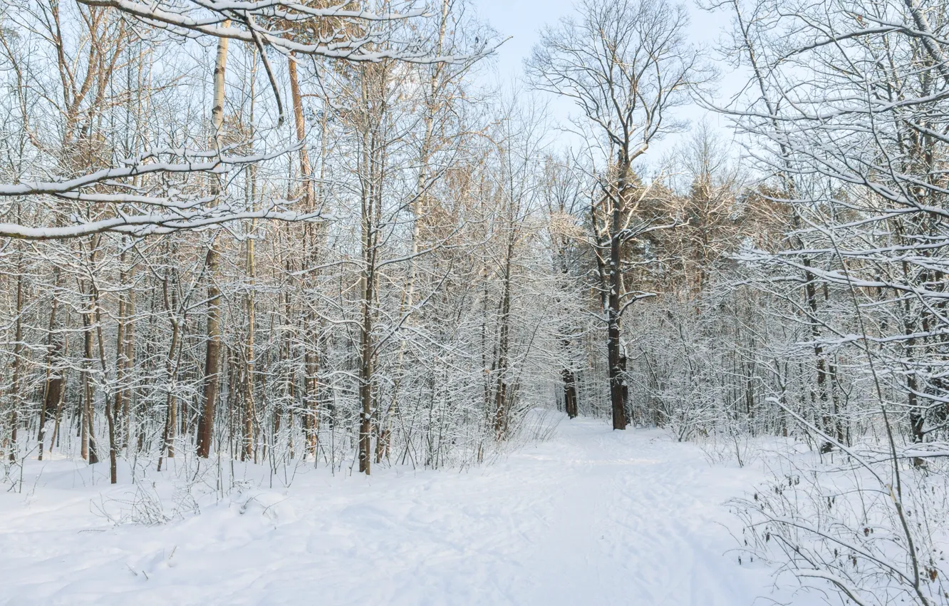 Фото обои зима, лес, снег, парк, вечер, солнечно, декабрь, зимний лес