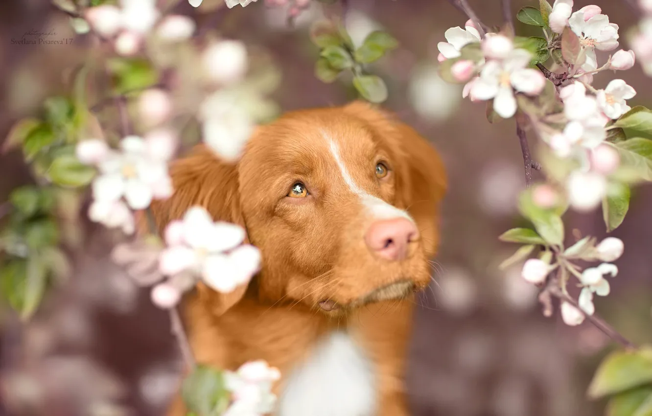 Фото обои взгляд, морда, ветки, собака, весна, цветение, Новошотландский ретривер