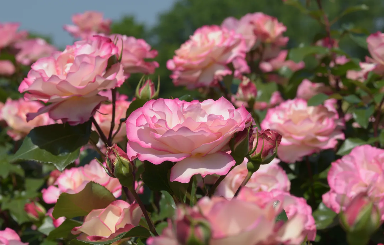 Фото обои розы, бутоны, розовый куст