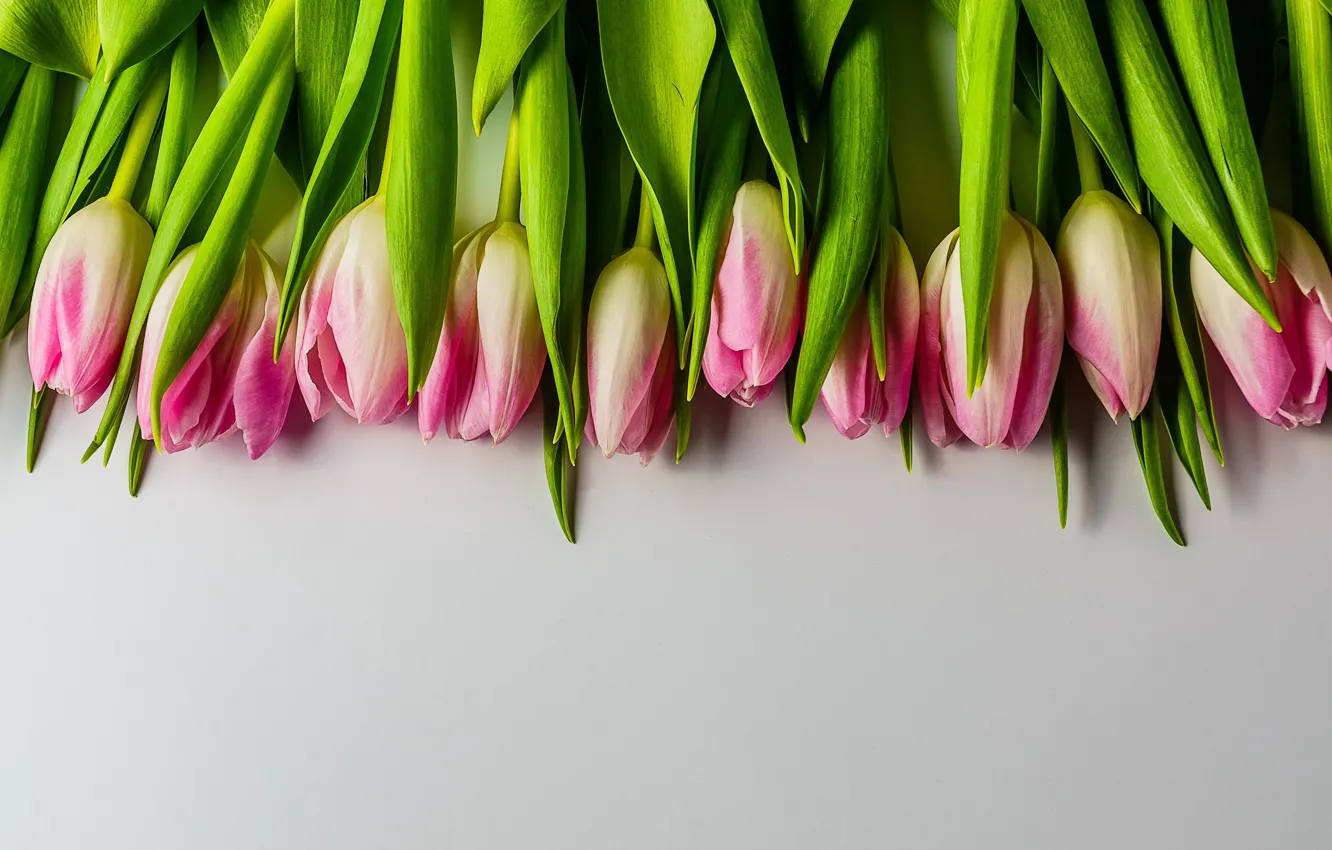 Фото обои цветы, букет, тюльпаны, розовые, fresh, pink, flowers, beautiful
