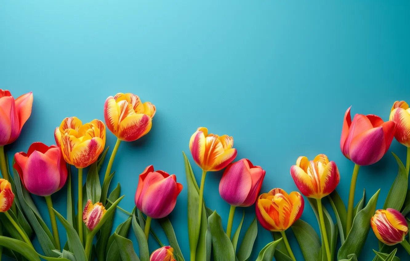 Фото обои цветы, весна, colorful, тюльпаны, flowers, tulips, spring
