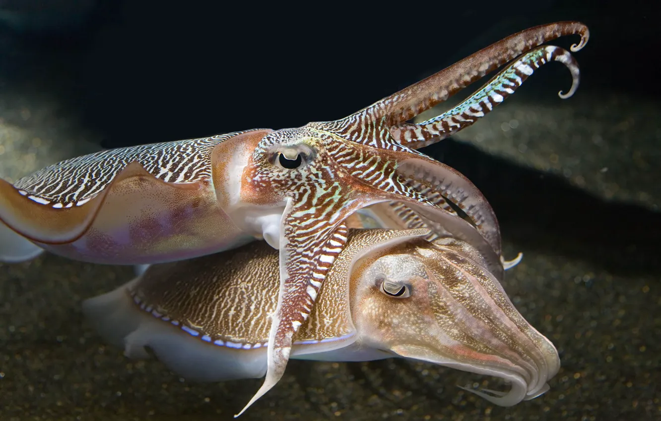 Фото обои underwater, sea, ocean, tenderness, cuttlefish, squid