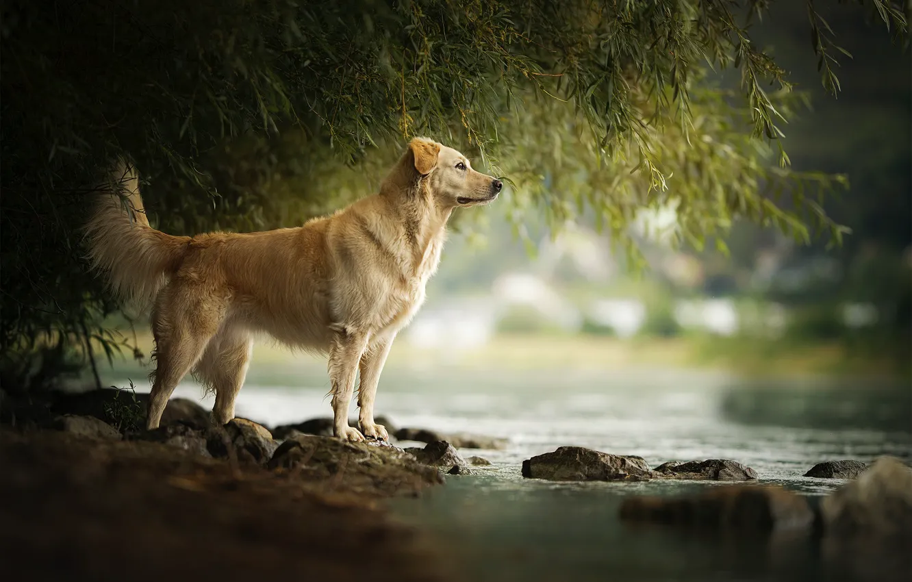 Фото обои река, камни, течение, собака, Amara