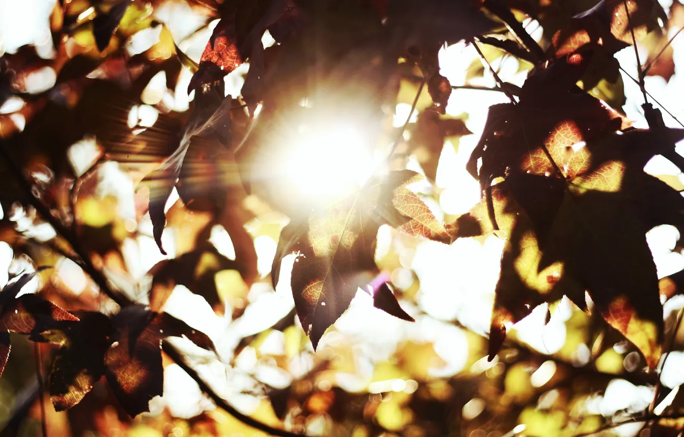 Фото обои листья, солнце, боке
