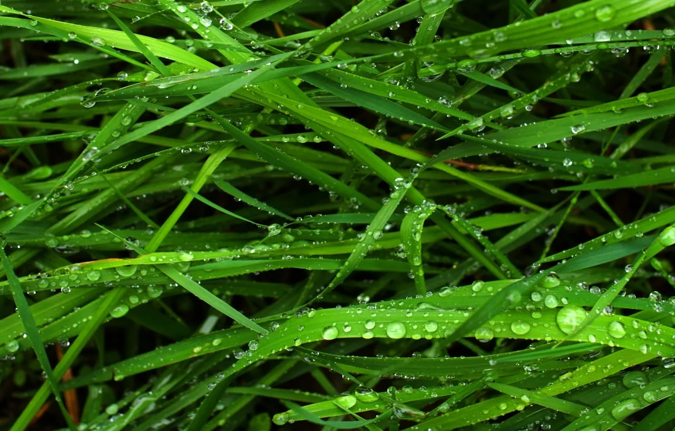 Фото обои зелень, трава, макро, капельки, роса