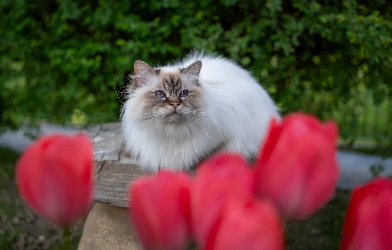 Фото обои зелень, кошка, кот, взгляд, цветы, красный, природа, поза