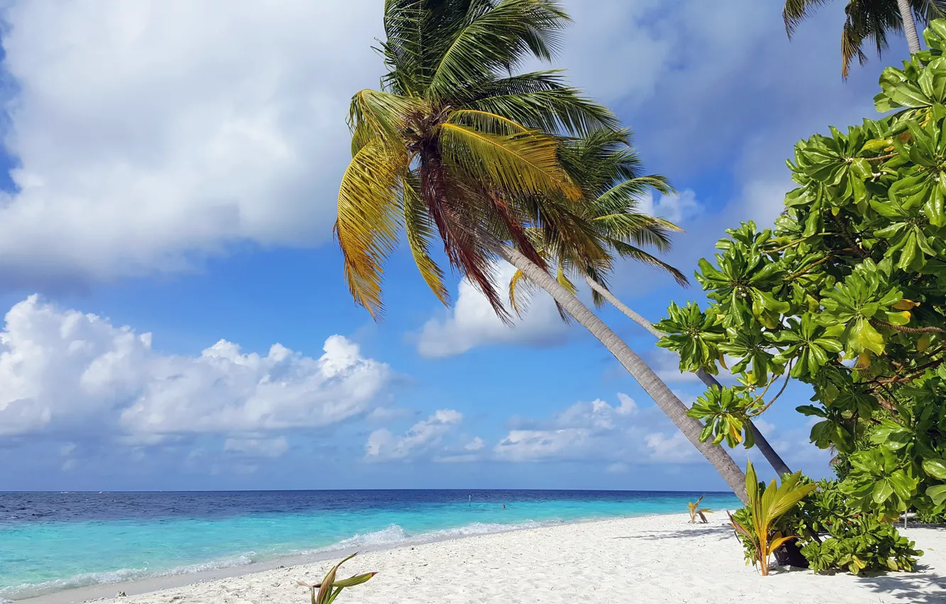 Фото обои пляж, тропики, пальмы, океан, остров, экзотика, белый песок, Мaldives