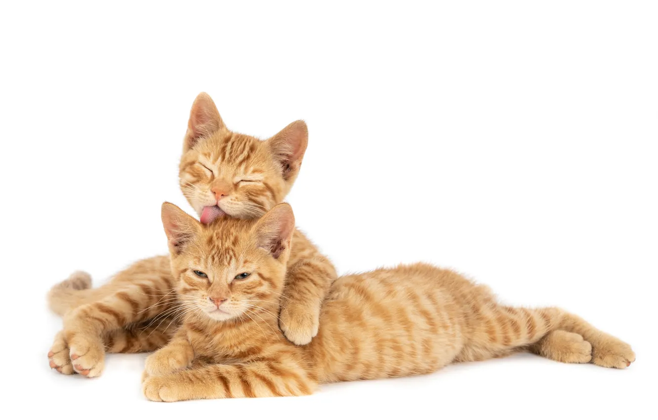 Фото обои wall, cat, one, ginger, hugging, licking