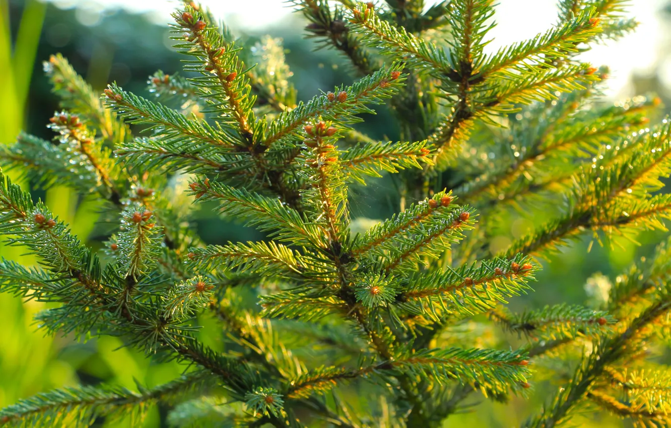 Фото обои pine, spruce, twig