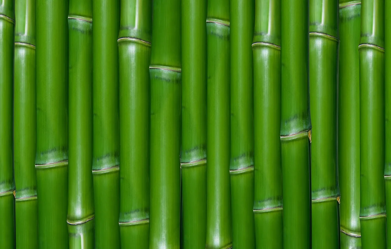 Фото обои зеленый, текстура, бамбук