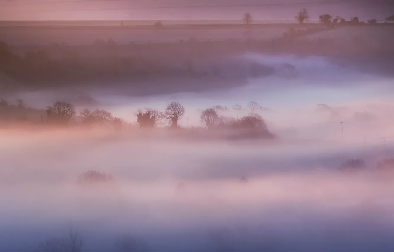Фото обои поле, деревья, природа, туман, розовый, Англия, утро, Великобритания