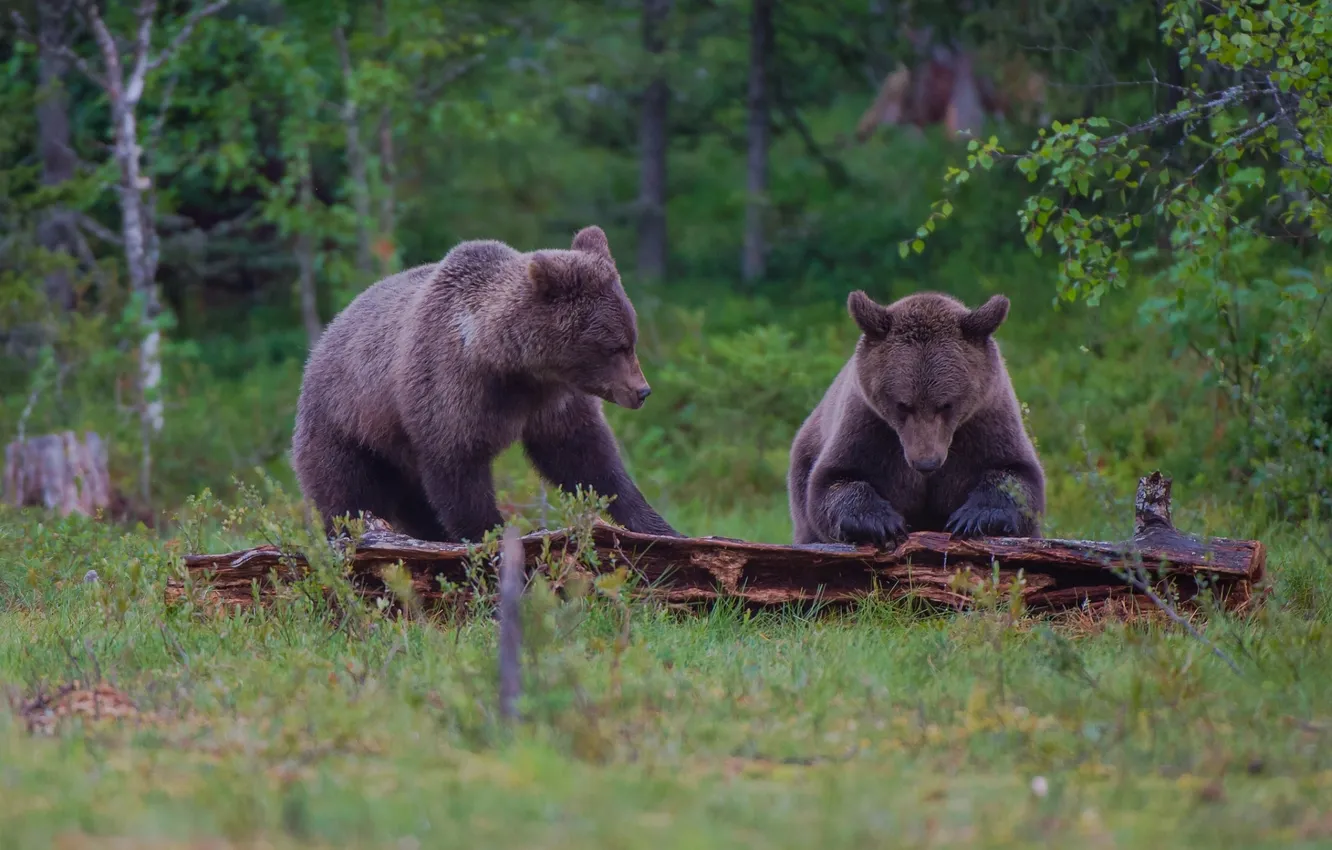 Фото обои лес, медведь, пара, бревно, бурый