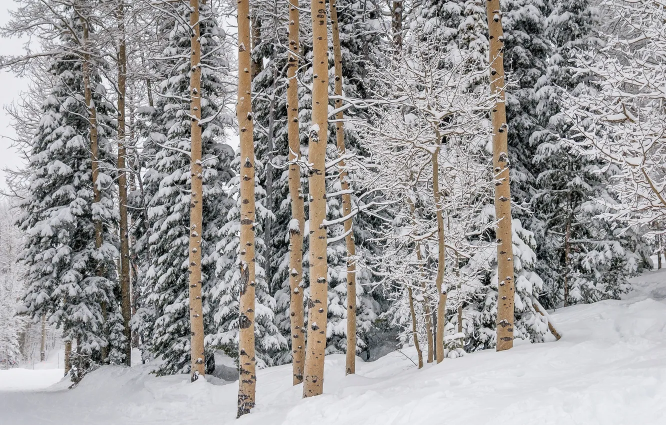 Фото обои зима, лес, снег, Winter, сосна, Snow, Forests