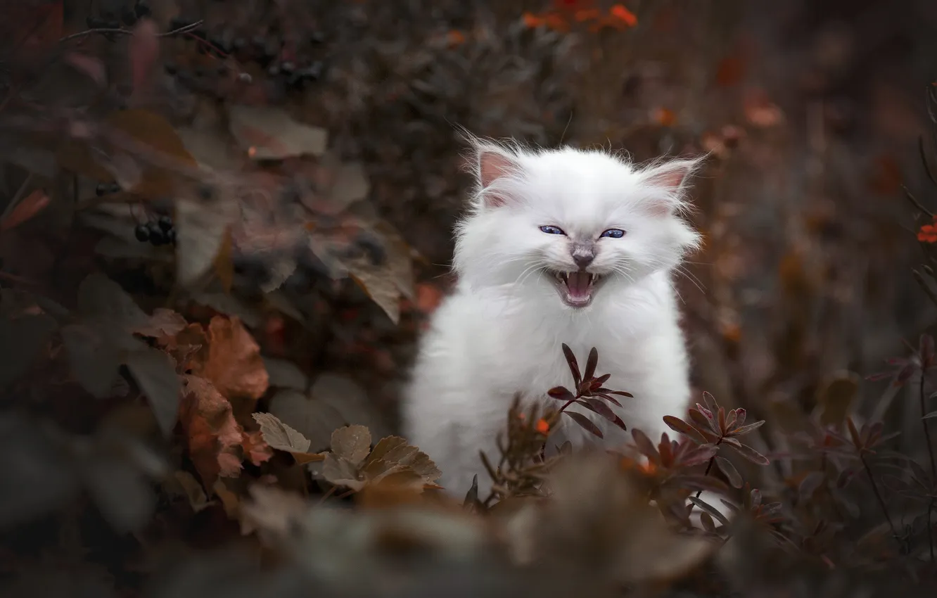 Фото обои осень, кошка, белый, взгляд, листья, ветки, природа, поза