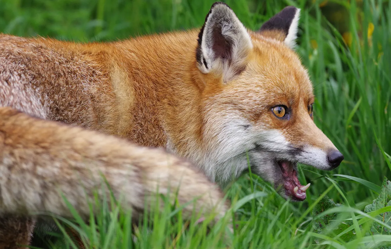 Фото обои морда, портрет, лиса