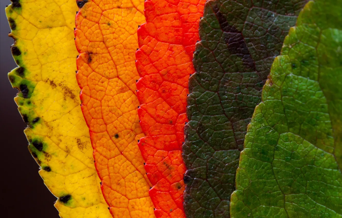 Фото обои листья, макро, природа, цвет