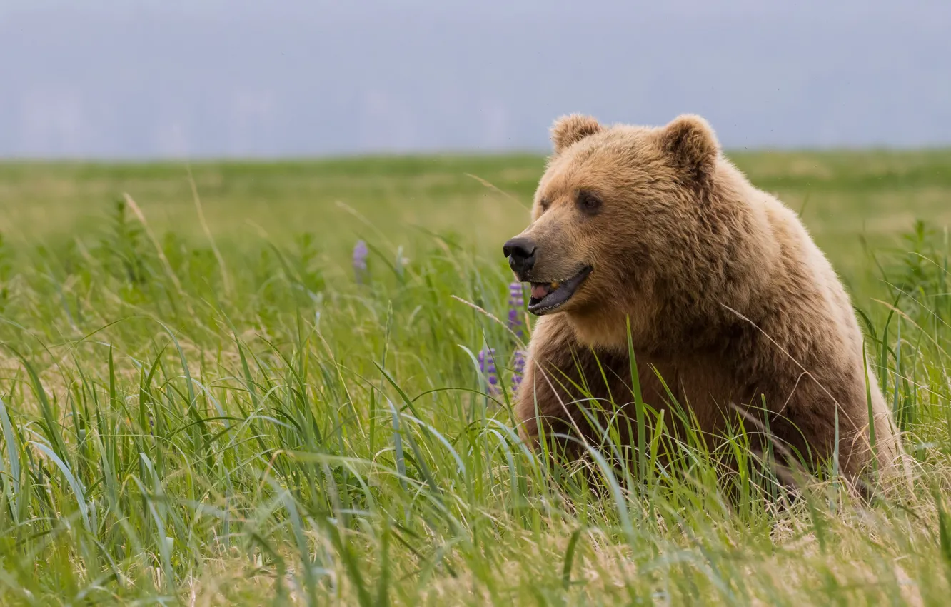 Фото обои поле, трава, взгляд, морда, природа, поза, медведь, мишка