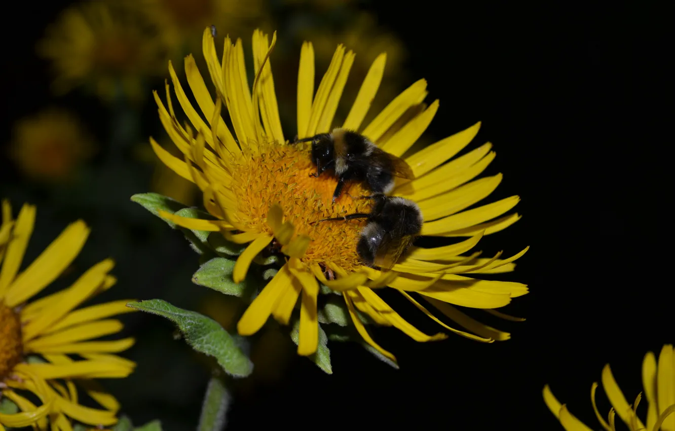 Фото обои лето, цветы, ночь, одуванчик, волшебство, сон, пчёлка, прекрасно