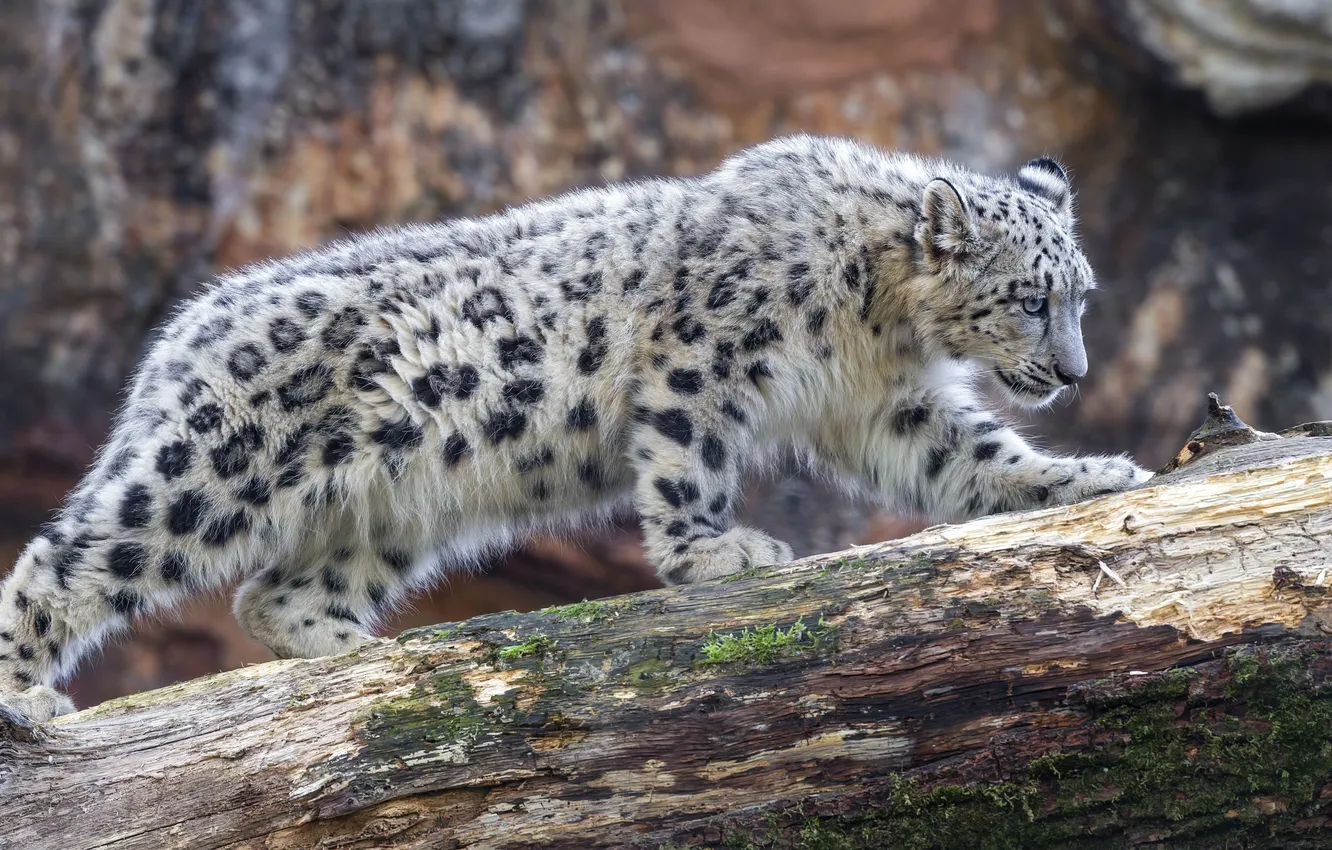 Фото обои leopard, snow, big cat, snowleopard